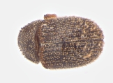 Hapalogenius pusillus 13697