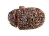 Hapalogenius pusillus 13697