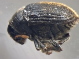 Hylesinus spp 15061
