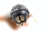 Hemicryphalus argutus 12225