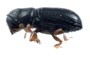Hemicryphalus argutus 12225