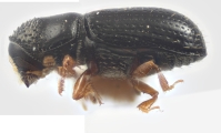 Hemicryphalus argutus 12225