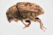Hylesinus spp 14969