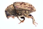 Hylesinus spp 14969