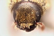 Hylesinus spp 14969