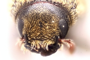 Hylesinus spp 14969