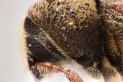 Hylesinus spp 14969