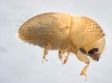 Hypocryphalus ovalicollis 13598