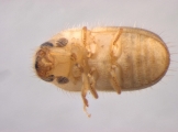 Hypocryphalus ovalicollis 13598