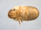 Hypocryphalus ovalicollis 13598