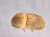 Hypocryphalus ovalicollis 13598