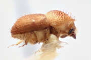 Hypocryphalus bakeri 14913
