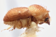 Hypocryphalus bakeri 14913