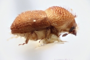 Hypocryphalus bakeri 14913