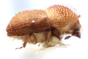Hypocryphalus bakeri 14913