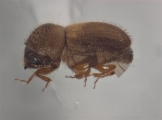 Hypocryphalus mangiferae 12463