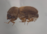 Hypocryphalus mangiferae 12463