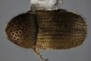 Hypocryphalus mangiferae 12501