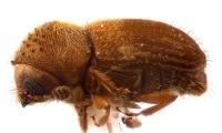 Hypocryphalus mangiferae 12501