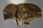Hypocryphalus mangiferae 12501
