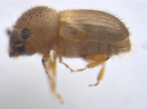 Hypocryphalus mangiferae 14119