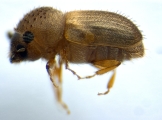 Hypocryphalus mangiferae 14119