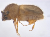 Hypocryphalus mangiferae 14119