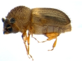 Hypocryphalus mangiferae 14119