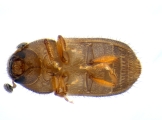 Hypocryphalus mangiferae 14119