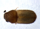 Hypocryphalus mangiferae 14119