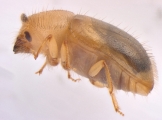 Hypocryphalus montanus 13675