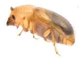 Hypocryphalus montanus 13675
