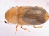 Hypocryphalus montanus 13675