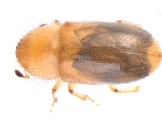 Hypocryphalus montanus 13675