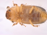 Hypocryphalus montanus 13675