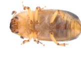 Hypocryphalus montanus 13675