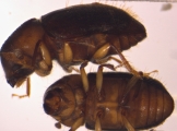 Hypocryphalus montanus 2709