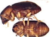 Hypocryphalus montanus 2709