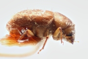 Hypocryphalus montanus 14914