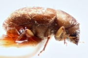Hypocryphalus montanus 14914