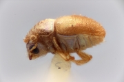 Hypocryphalus obscurus 12228