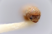 Hypocryphalus obscurus 12228