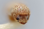 Hypocryphalus obscurus 12228