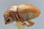Hypocryphalus obscurus 12228