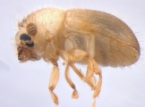 Hypocryphalus ovalicollis 13667