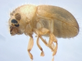 Hypocryphalus ovalicollis 13667