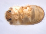 Hypocryphalus ovalicollis 13667