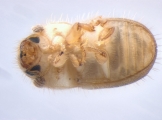 Hypocryphalus ovalicollis 13667