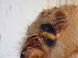 Hypocryphalus ovalicollis 13667