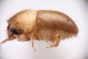Hypocryphalus ovalicollis 14425